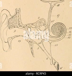 . Dictionnaire de physiologie. Fisiologia. AUDITION. s-s?; priÃ©tÃ©s de conduire les vibi-afions prirlicullÃ¯-rcs; ils su |iropa2:eut se courant dans tous les sens. Le litjuide rÃ©pandu dans les cavitÃ©s labyrintliiques, lar;.'attrezzo ouvertes les unes dans les autres, sert de vÃ©hicule au courant vibratoire dans l'oreille interne, et transmet les vibrazioni et les pressions dans toutes ses parti. Le nerf acousti(jue, Ã©panoui sur les diverses membrane du labyrinthe, ne peut mi^lre touchÃ© que par les vil)razioni alimentari qui agitent ce liquide conducteur; ainsi toutes les eccitazioni des (ilets de ce Foto Stock
