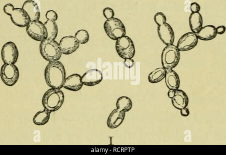 . Elementi di botanica. Piante. 228 ELEMENTI DI BOTANICA. sono stati collocati in una esile provetta e tenuto per due o tre minuti in una tazza di acqua bollente. Con un piccolo coperchio-vetro, non più di f pollici in diametro, può essere trovato possibile mediante la posa di pochi bit di blotting in carta o carta- board sul coperchio-vetro e premendolo contro la slitta per scoppiare alcune delle cellule colorate e così mostrano la loro sottile, incolore le pareti cellulari e i loro semi-fluido contenuto ", protoplasma, quasi incolore nella sua condizione naturale ma ora macchiata dall'iodio. 278, esperimento 33. Il lievito è in grado di crescere in acqua pura o in Foto Stock