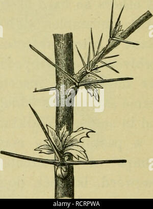 . Elementi di botanica. Piante. Fig. 187. - Thorn Foglie di Crespino. il pascolo o esplorazione animali, hanno acquisito ciò che hanno con motivo stato chiamato armi per difesa. Arbusti e alberi non di rado producono nitide-rami appuntiti, come quelli della ginestra, Fig. 186, familiarità nel nostro crab-mela selvatica prugna, e soprattutto nel miele robinia, la cui formidabile spine ramo spesso in un modo molto complicato modo. Spine che sono realmente modificato le foglie sono molto perfettamente esemplificato nella crespino, Fig. 187. Esso è molto più nessuno per trovare la foglia che si estende la sua controfiletto o vene fuori nel puntare spinoso Foto Stock