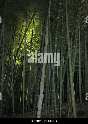 Gli alti tronchi d albero nel boschetto di bambù sono illuminata di notte come parte del giardino illuminato tour al tempio Kodaiji Foto Stock