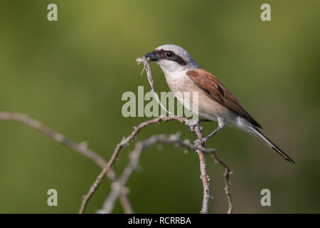 Red Backed Shrike Lanius callurio Foto Stock