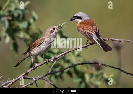 Red Backed Shrike Lanius callurio Foto Stock