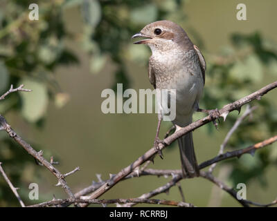 Red Backed Shrike Lanius callurio Foto Stock