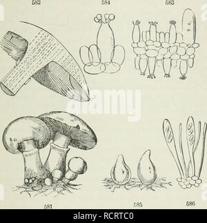 . Gli elementi di botanica per i principianti e per le scuole. La botanica. Sezione 17.] THALLOPHYTES. 173 cellule allungare e filiale, crescente dalla capacità di assorbimento attraverso la loro intera superficie ot" decadimento o orgunizable, o materia vivente wiiieh la loro alimentazione su. In un fungo (Agaricus), un kuol)dalla massa è a lunghezza formato, che si sviluppa in una stout levetta (Sl/'pr), Cuscinetto cappello tlie {PUeus) : tlie sotto il lato del tappo tlic è coperto da Ih/nienium, in questo genere costituito da piastre radianti, tlie branchie o LamelLe; e questi recano le spore in polvere in un immenso numero. Sotto il microscopio, branchie Foto Stock