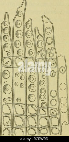 . Elementi di botanica. Piante. 60 ELEMENTI DI BOTANICA. La strato di verde della corteccia in germogli giovani fa molto verso la raccolta e la preparazione del cibo della pianta da, aria e acqua, ma questo lavoro può essere meglio spiegato in connes- zione con lo studio della foglia, Capo XII. I W Fig. 50.-sezione trasversale di legno di abete. s, un passaggio di resina ; m, raggi midollare. (Molto ingrandita.). Fig. 51.-in sezione radiale longitudinale tlirougli rapidamente un numero crescente di giovani Brancli di pino. f, t", bordered box su legno-celle ; st, ampio box dove i raggi midollare giacere contro il legno- celle, pluch ingrandite). Infine, il sughero Foto Stock