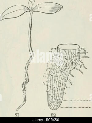 . Gli elementi di botanica per i principianti e per le scuole. La botanica. Sezione 5.] radici. 33 sezione V. radici. 65. Si tratta di una proprietà di steli per produrre le radici. Steli non molla dalle radici in cause ordinarie, come è generalmente tliought ma le radici da gambi. Wheu erbe perenni derivano da terra, come fanno a molla-tempo essi morsa da steli sotterranea. 60. La radice principale è una crescita verso il basso dalla radice-fine del caulicle, cioè del gambo iniziale dell'embrione (Fig. 5-7, 81). Se si va su a crescere rende principale o toccare-root, come in gie. 37, ecc. Alcune piante tenere questa radice principale throu Foto Stock