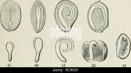 . Gli elementi di botanica per i principianti e per le scuole. La botanica. Sezione 3.] piantine. 23 costruito su uno e lo stesso piano, quello cioè di due foglie su un caulicle o gambo iniziale, - un piano che è evidente anche quando un cotiledone diventa molto più piccola rispetto alle altre, come nel raro caso di abro- uia (Fig. 54, 55). In altre parole, gli embrioni finora esaminati sono tutti 37. Dicotiledoni, cioè due-cotyledoued. Piante che sono quindi simili ui il piano dell'embrione d'accordo allo stesso modo nella struttura generale di 46 48 60 52. i loro steli, foglie e fiori; e così formano una classe, Foto Stock