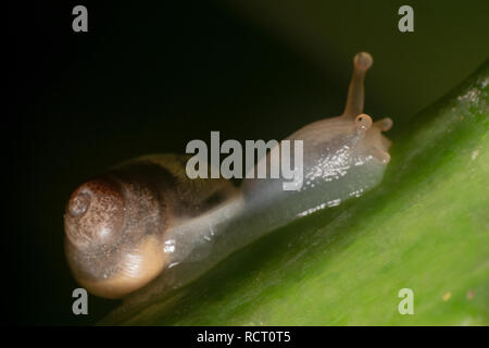 Shiny shot di uno slug/lumaca di Bali, Indonesia. Gli occhi appuntiti di una lumaca/slug Foto Stock