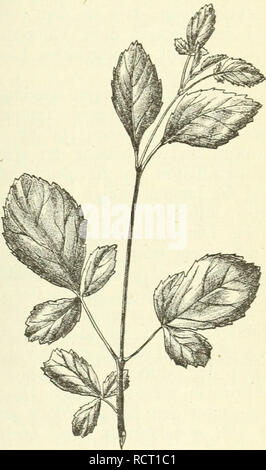 . Deutsche Garten-Zeitung. Il giardinaggio. Fig. 91. Parvifolia Fraxiniis var. monoplivlla hört. Zoesch. Ich erlaube mir heute einige, noch unverfälschte, ungekünstelte Naturspiele vorzuführen, die besonders die Herren Botaniker interessiren dürften. Vor zwei Jahren erhielt ich aus dem altberühmten Parke meines verehrten Freundes, des damahgen Regenten von Braunschweig-, Herrn Hofjägermeister F. von Veltheim zu Destedt, unter anderen freundlichen Zuwendungen auch Samen von einer alten Fraxinus parvi- folia Lam. = leiiti'scifolia Desf., welche in der Nachbarschaft ^t^x Frax.excelsior var. monophyll Foto Stock