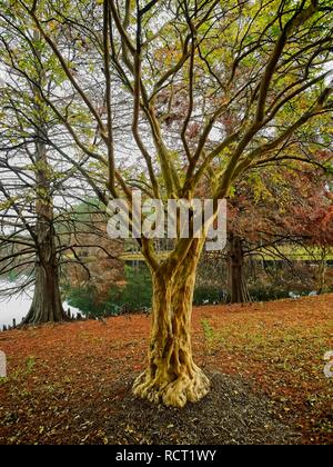 I boschi, TX USA - nov. 28, 2018 - caduta di albero in rosso e verde Foto Stock