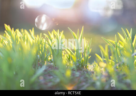 Prima erba verde nella luce del sole di mattina. Inizio della primavera concetto. Soft focus. Foto Stock