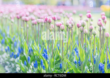 Di un bel colore rosa tulipani su un lungo peduncolo e uva blu giacinti (Muscari armeniacum) in un parco Foto Stock