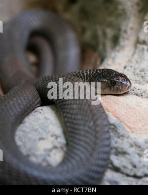 Vista ravvicinata di un Inland Taipan o Oxyuranus microlepidotus in Australia la maggior parte di serpenti velenosi nel mondo Foto Stock