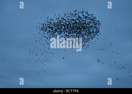 Starling murmuration a Attenborough riserva naturale. Foto Stock