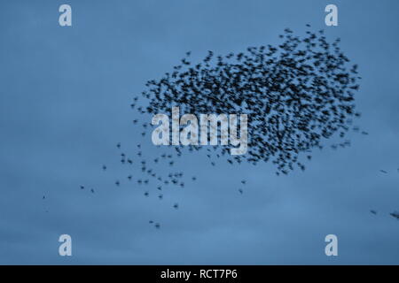 Starling murmuration a Attenborough riserva naturale. Foto Stock