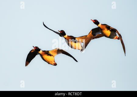 Tre drake Red-breasted mergansers ai primi di marzo di volo Foto Stock