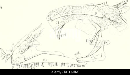 . Un serpente rettile dalla Pennsylvania del Kansas. Rettili fossili -- Kansas; Paleontologia -- Pennsylvania; Paleontologia -- Kansas. 1980 Pennsylvania serpente rettile 13. Si prega di notare che queste immagini vengono estratte dalla pagina sottoposta a scansione di immagini che possono essere state migliorate digitalmente per la leggibilità - Colorazione e aspetto di queste illustrazioni potrebbero non perfettamente assomigliano al lavoro originale. Reisz, Robert. Lawrence : University of Kansas Foto Stock