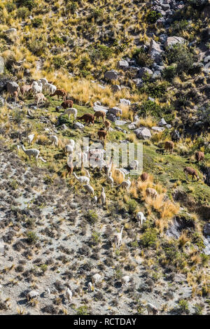 Il bestiame nelle Ande peruviane a Arequipa Perù Foto Stock