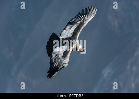 Condor andino battenti nel Canyon del Colca nelle Ande peruviane a Arequipa Perù Foto Stock