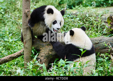 Due panda orsi cubs giocare Cina Sichuan forest Foto Stock