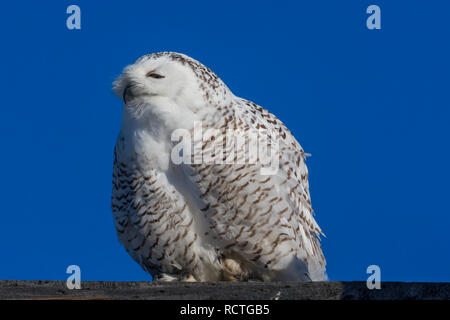 Wild civetta delle nevi sul pesce persico la visualizzazione di piume in sole brillante con belle blu cielo invernale nelle zone rurali Alberta, Canada. Vista frontale. Foto Stock