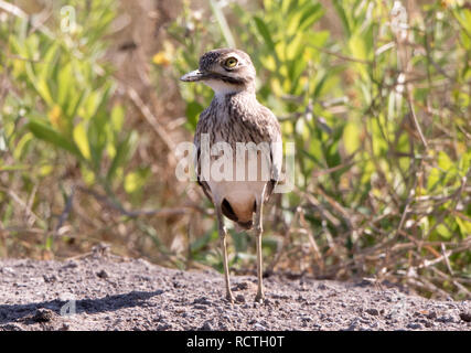 Il Senegal e spesso-ginocchio (Burhinus senegalensis) Foto Stock