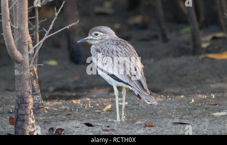 Il Senegal e spesso-ginocchio (Burhinus senegalensis) Foto Stock