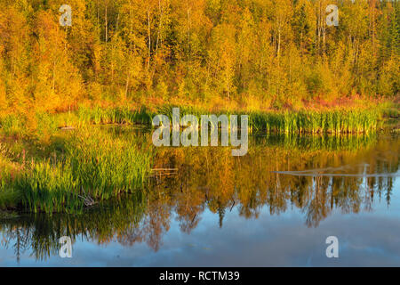 Autunno aspens riflessa in un stagno di castoro, Yellowknife, Northwest Territories, Canada Foto Stock