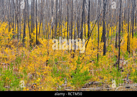 Aspen alberelli in un rigenerante forest fire zone, Hwy 3 Nord a Yellowknife, Northwest Territories, Canada Foto Stock