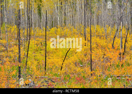 Aspen alberelli in un rigenerante forest fire zone, Hwy 3 Nord a Yellowknife, Northwest Territories, Canada Foto Stock