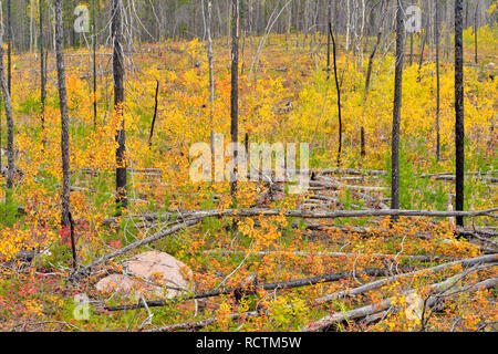 Aspen alberelli in un rigenerante forest fire zone, Hwy 3 Nord a Yellowknife, Northwest Territories, Canada Foto Stock