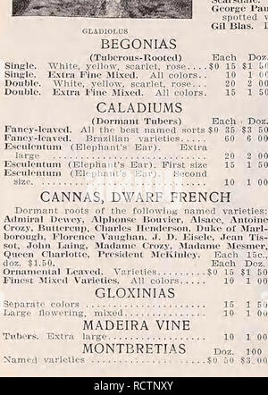 . Catalogo descrittivo di verdure, fiori e semi di fattoria. Vivai (orticoltura); vivaio; semi; lampadine (piante); GIARDINAGGIO; attrezzature e forniture; biancheria piante; Weeber &AMP; Don. WEEBER y DON 65 rose e crisantemi ROSES Hybrid Tea Rose American Beauty. Ricco, rosy crimson, molto profumato. Sposa. Bianco, conserve di arrossire, una linea fiore. Damigella. Una bella rosa luminoso, molto popolari varietà. Golden Gate. Wiiite cremosa, venato di oro giallo e bianco Gruss uno Teplitz. Ricca crimson scarlet; molto belle. Kaiserin Augusta Victoria. Bianco puro, appuntito lungo fiore. Killarney. B Foto Stock