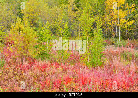 Autunno fireweed e aspen alberi, Yellowknife, Northwest Territories, Canada Foto Stock