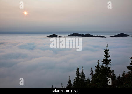 WA15775-00...WASHINGTON - cime boscose che si eleva al di sopra di un mare di nebbia al tramonto vicino alla manopola Gobblers avvistamento incendi in Mount Rainier National Park. Foto Stock