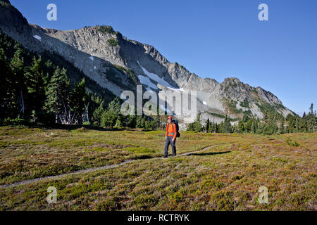 WA15788-00...WASHINGTON - escursionista sulla Northern Loop Trail a piedi attraverso i prati Windy Gap in Mount Rainier National Park. Foto Stock