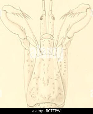 . Descrizione de quelques Crustacés nouveaux ou peu connus provenant du Musée de M.C. Godeffroy. Crostacei. . Si prega di notare che queste immagini vengono estratte dalla pagina sottoposta a scansione di immagini che possono essere state migliorate digitalmente per la leggibilità - Colorazione e aspetto di queste illustrazioni potrebbero non perfettamente assomigliano al lavoro originale. Milne-Edwards, Alphonse, 1835-1900; Museo Godeffroy. [Amburgo, L. Friederichsen &AMP; Co. Foto Stock