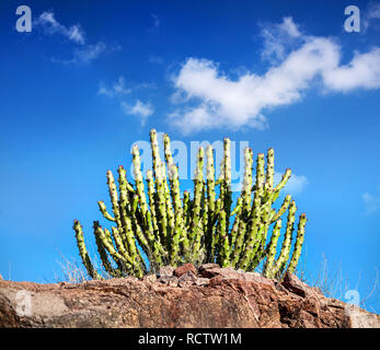 Cactus a rocce di cielo blu nel deserto del Rajhastan, India Foto Stock