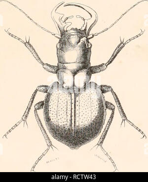 . EncyclopÃ©morire d'histoire Naturelle; ou, TraitÃ© complet de cette science d'aprÃ¨s les travaux des naturalistes les plus Ã©minents de tous les pays et de toutes les Ã©poques: Buffon, Daubenton, LacÃ©Pí¨de, G. Cuvier, F. Cuvier, Geoffroy Saint-Hilaire, Latreille, De Jussieu, Brongniart, ecc ecc Storia naturale. ENCYCLOPÃDIE DfrTSTOIRE NATl RELLE TRAITÃ COMPLET DE CETTE SCIENCE d'aprÃ¨s r.ES TRAVADX NATUBAMSTRS nES les plus ÃMl^E^il suo DE tous les l'AVS ET UE TOUTES LES ÃPOQUES BUFFON, DAUBENTON, LACÃPÃBE, G. Cuvier, F. CUVIER, GEOFFROY SAINT-HILAIRE, LATREILIE, DE JUSSIEU, BRONGNIART, ne, etc Foto Stock