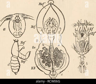 . Testo elementare-libro di zoologia, tr. e ed. da Adam Sedgwick, con l'assistenza di F. G. Heathcote. COPEPODA. 433 343), la larva ancora assomiglia ad un Nauplius, ed è solo dopo un altro rnoult che è trasformato nel primo Ciclope di forma simile. Esso quindi assomiglia all'animale adulto nella struttura del antennse e parti di bocca, sebbene il numero di dette appendici ed il corpo anelli è minore (fig. 342, c). Le due ultime coppie di appendici già hanno la forma di brevi biramous nuoto piedi e i rudimenti del terzo e del quarto coppie di piedi di nuoto hanno fatto la loro appearan Foto Stock