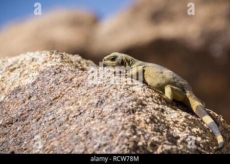 Giovani Chuckwalla comune (Sauromalus ater) sdraiati su una roccia, Joshua Tree National Park, California Foto Stock