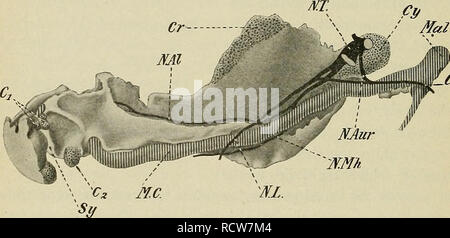 . Lo sviluppo del corpo umano : un manuale di embriologia umana. Embriologia; embrione, Non-Mammalian. i8o ossificazione del brachiale scheletro arco il cui ulteriore sviluppo può essere rinviata fino a un capitolo successivo. A circa metà della sesta settimana di sviluppo una piastra di membrana osso appare al lato esterno della porzione inferiore della cartilagine e si estende gradualmente a formare il corpo e ramus della mandibola. Nella regione del corpo l'osso si sviluppa in modo da racchiudere la cartilagine, insieme con l'alveolare inferiore (dental) nervo che si trova sul lato esterno della cartilagine, ma io Foto Stock