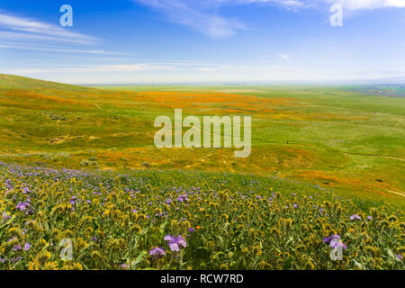 Fioritura di fiori di campo sulle colline in primavera, California Foto Stock