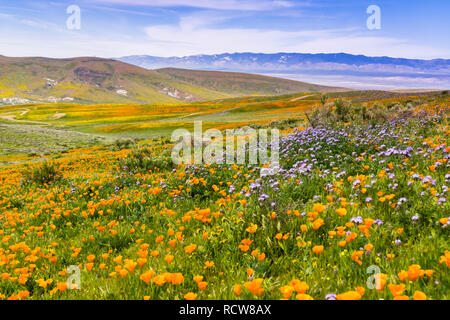 Fioritura di fiori di campo sulle colline in primavera, California Foto Stock