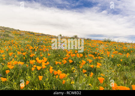 I campi di papavero della California (Eschscholzia californica) durante il picco di tempo di fioritura, Antelope Valley California Poppy Reserve Foto Stock