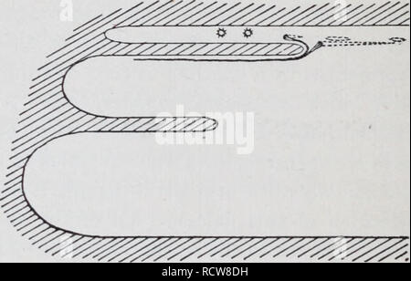 . Lo sviluppo del mesonephras e il condotto Müllerian in anfibi. Anfibi. J M. Si prega di notare che queste immagini vengono estratte dalla pagina sottoposta a scansione di immagini che possono essere state migliorate digitalmente per la leggibilità - Colorazione e aspetto di queste illustrazioni potrebbero non perfettamente assomigliano al lavoro originale. Hall, Robert William, 1872-. Cambridge, Mass. : [S. n. ] Foto Stock