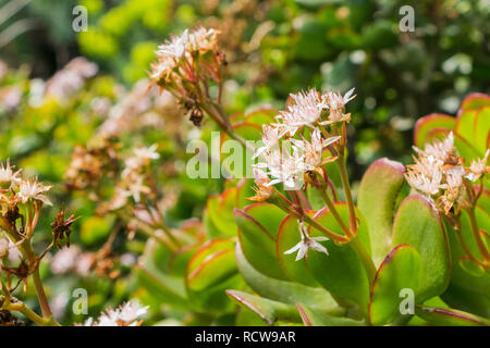 Blooming Crassula ovali in primavera, California Foto Stock