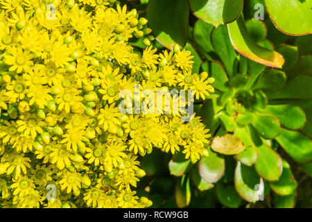 Wet fiore giallo cluster su un Aeonium arboreum succulenta, California Foto Stock