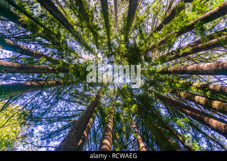 Redwood Forest, California Foto Stock