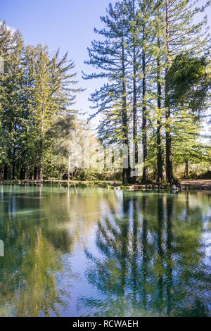 Alberi di sequoia riflesso in una vasca di calma, San Francisco Bay Area, California Foto Stock