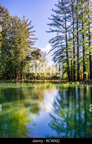 Alberi di sequoia riflesso in una vasca di calma, San Francisco Bay Area, California Foto Stock